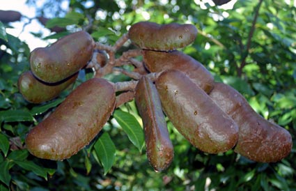 5 Weirdest Jamaican Snacks